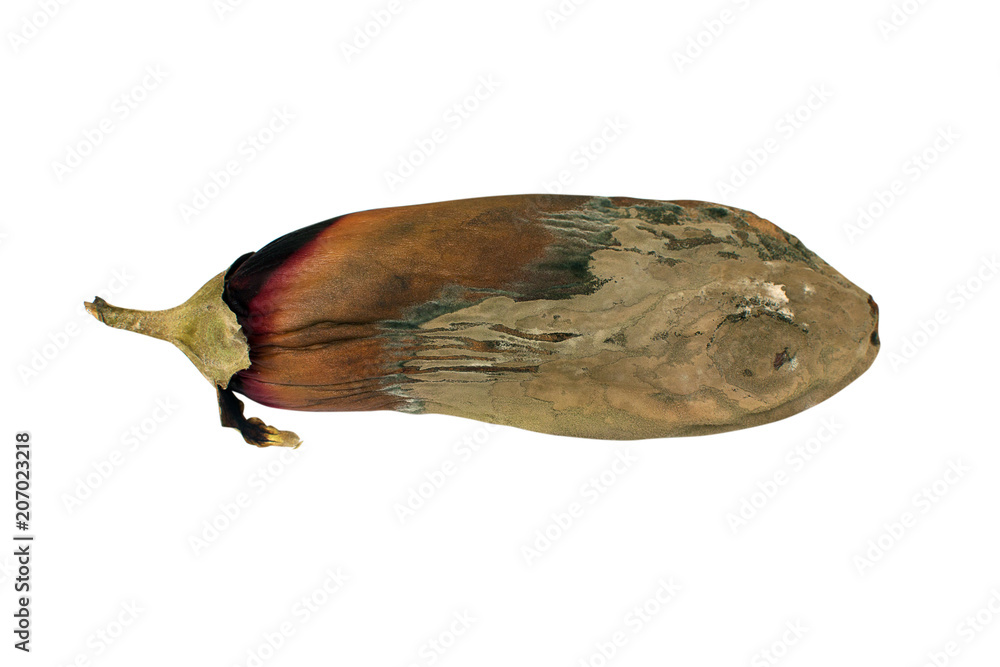 Obraz premium Rotten eggplant isolated on white background