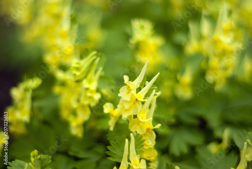 green vertical blurred floral background with yellow flowers of Corydalis bracteata in the foreground