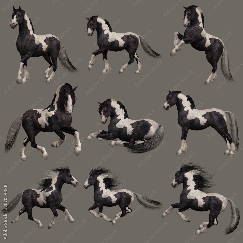 Gypsy Vanner Horse, 3d CG Gypsy Vanner Horse, 3d CG
