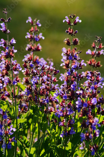 Salvia nemorosa - Salvia, healing and ornamental herbs © skorpionik00