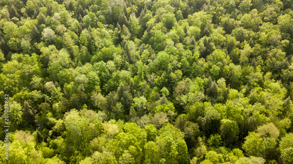 Spring Forest