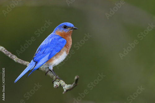 Eastern Bluebird (Sialia sialis) perched on a tree branch searching for food