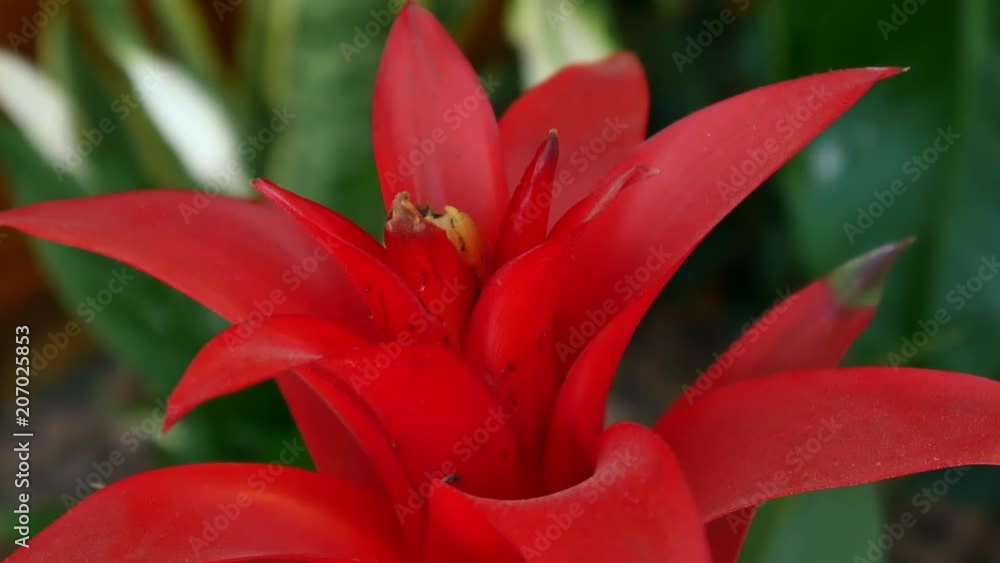 Bromeliad red flower in a natural environment. Bromeliad red flower in a natural environment.