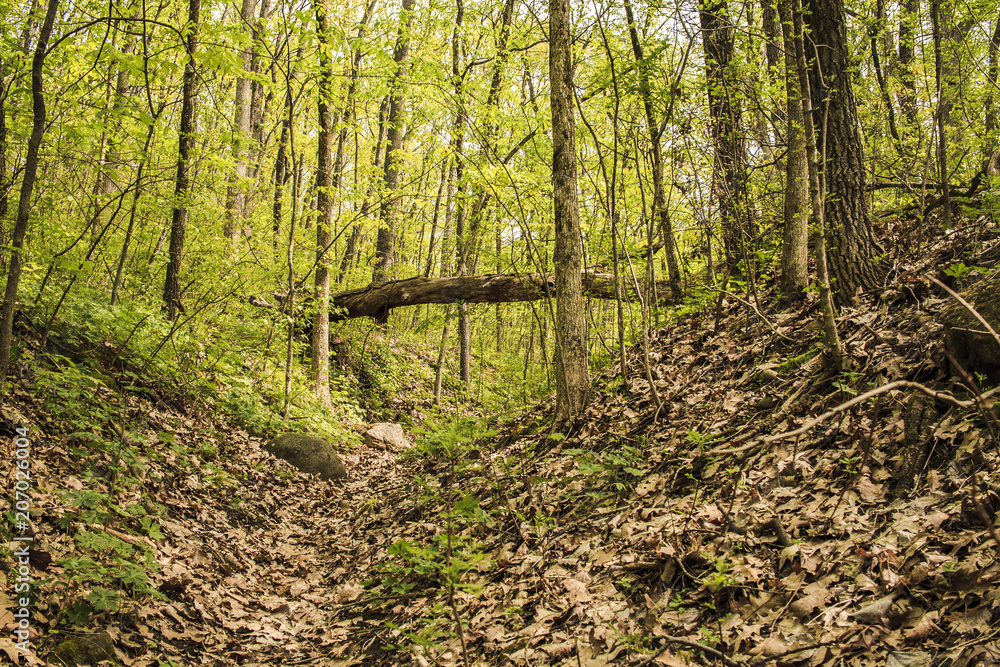 Obraz premium A narrow path winds into the spring woods under a fallen tree that looks like a bridge.