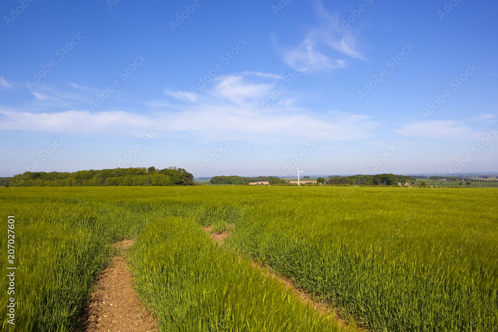 Fototapeta premium Yorkshire Wolds barley crops