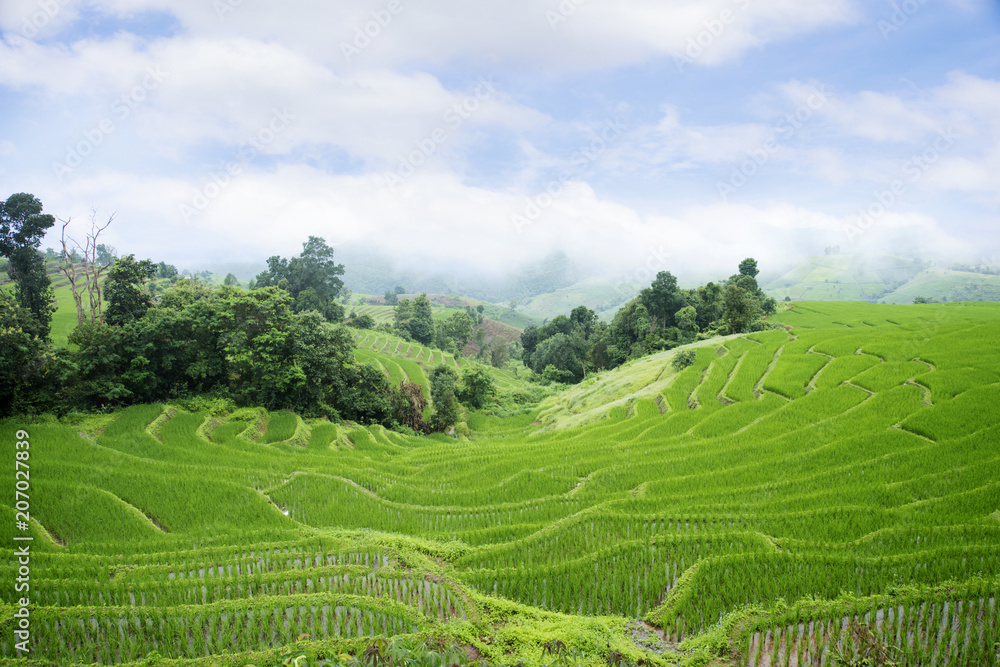 Rice terraces field farming in northern Thailand.
