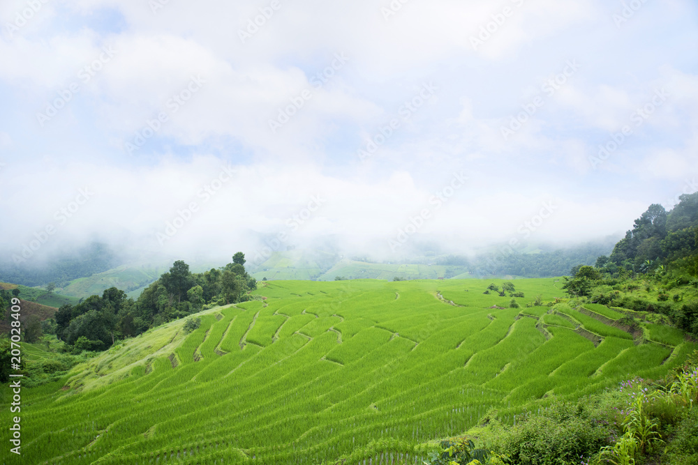 Rice terraces field farming in northern Thailand.