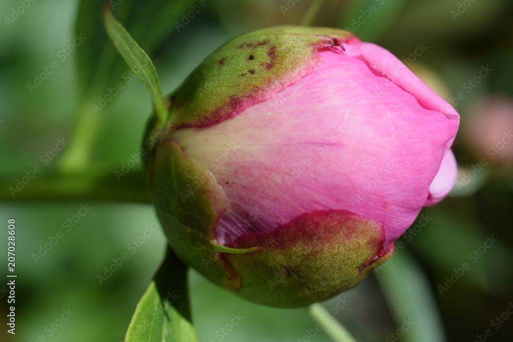 flower flower