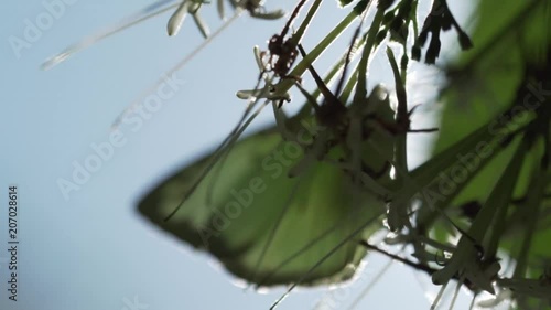 Gull butterfly on the plant over blue sky background in Thailand - video in slow motion photo