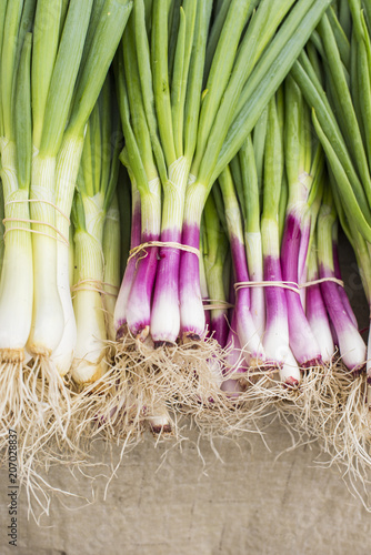 Allum purple and green salad spring onions, scallions at the Farmer's Market