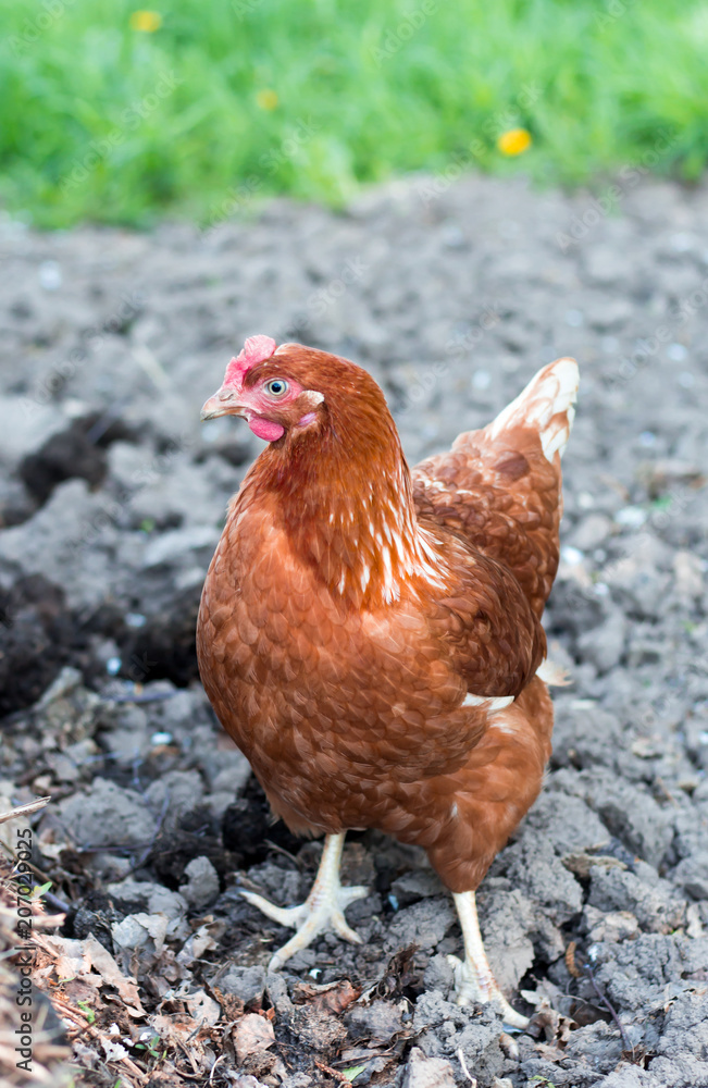 Fototapeta premium chicken brown looks at the camera