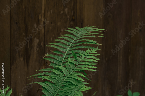 fern leaves and wooden fence 
