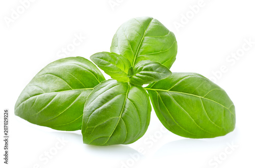 Slika na platnu Basil leaves in closeup