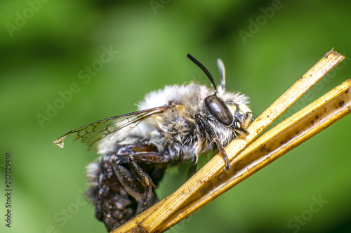 small wet bee after rescue to dry in nature