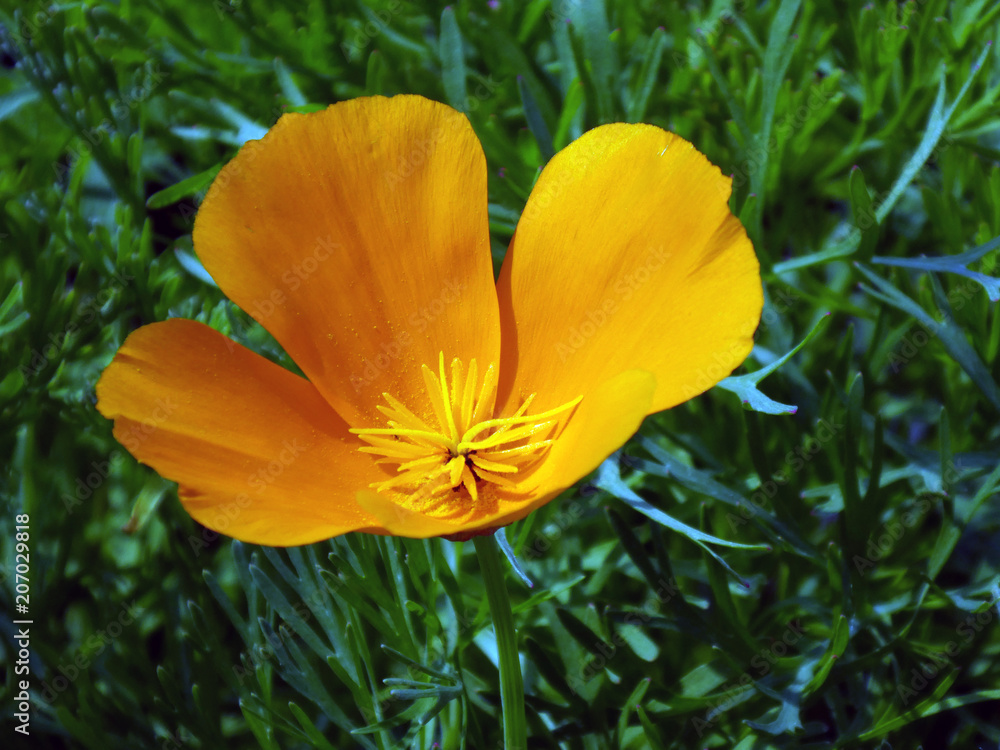 Macro photograph of a beautiful orange flower on a blurred green background on a sunny day in the city garden of Pfaffenhofen, Germany