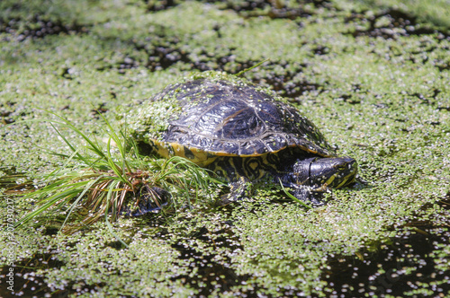 Sumpfschildkröte - Wasserschildkröte