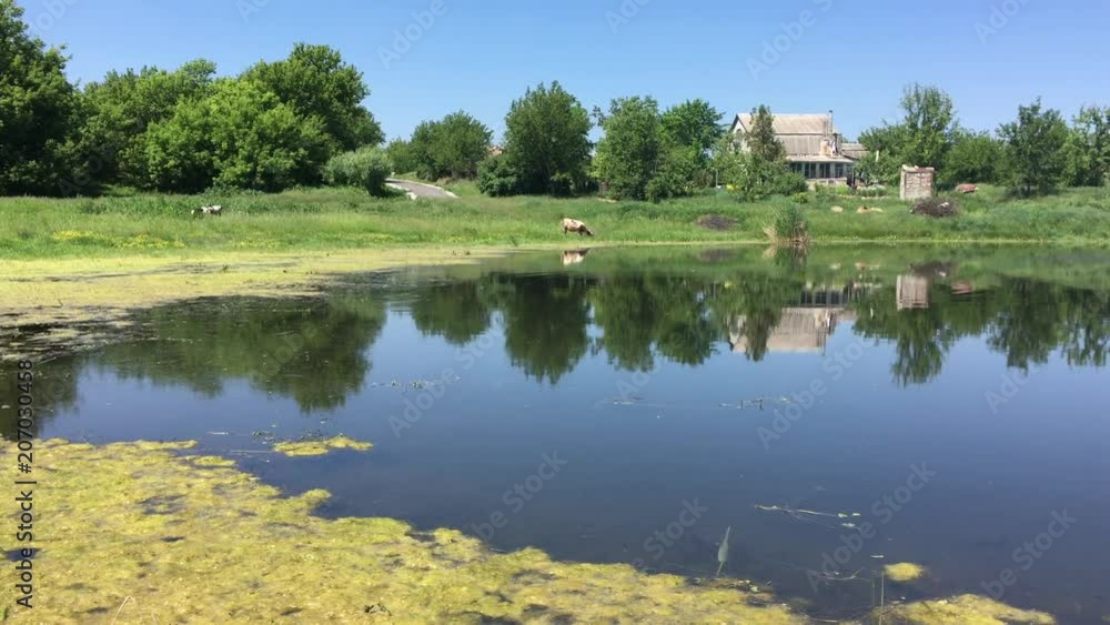 Pictorial quiet scene with small pond at summer season in rural Ukrainian village Pictorial quiet scene with small pond at summer season in rural Ukrainian village
