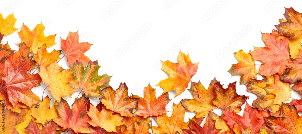 Autumn leaves isolated on white background Autumn leaves isolated on white background