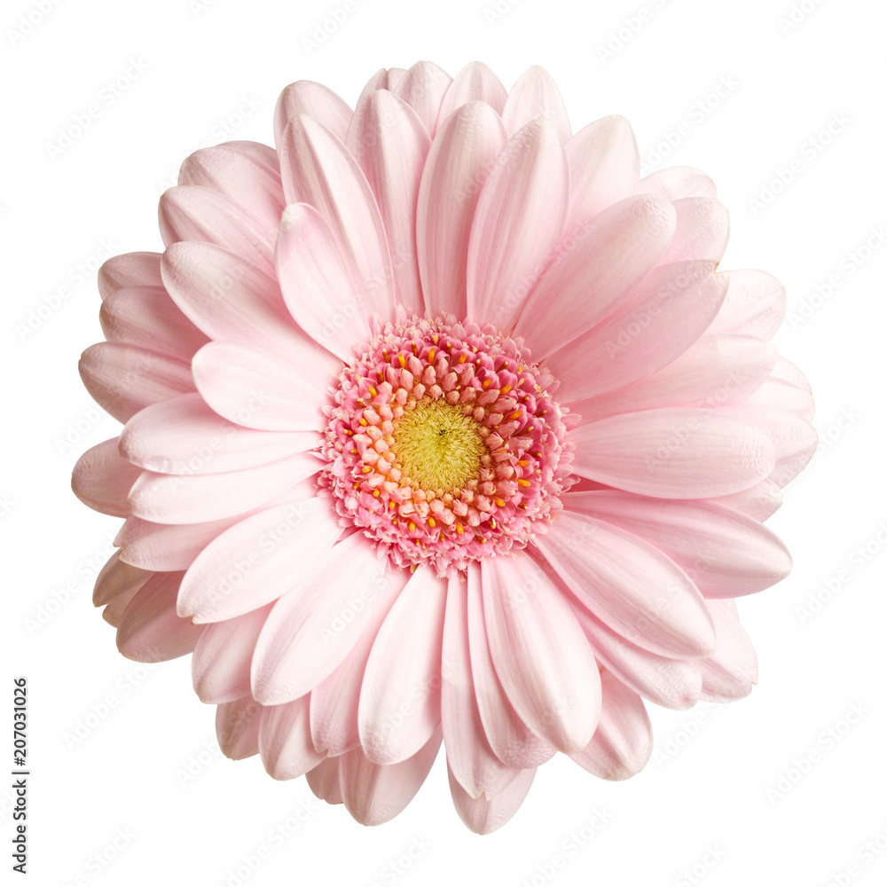 Naklejka premium Pink gerbera flower isolated on white background