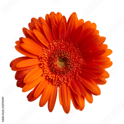 Fototapeta Naklejka Na Ścianę i Meble -  Gerbera flower isolated on white background