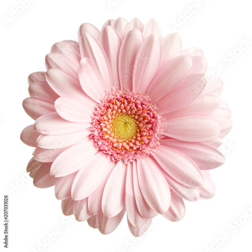 Billede på lærred Pink gerbera flower isolated on white background