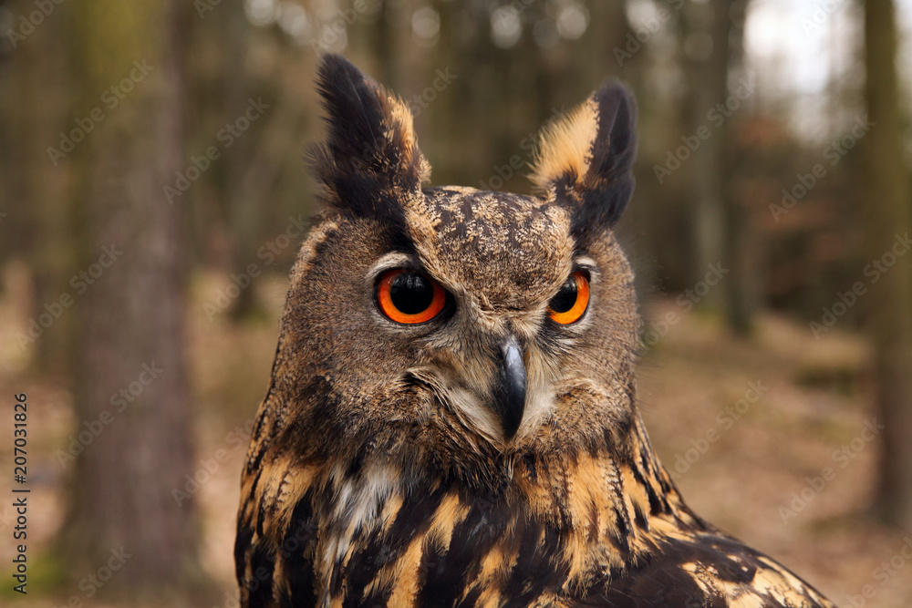 Fototapeta premium The Eurasian eagle-owl (Bubo bubo) , portrait in the forest.