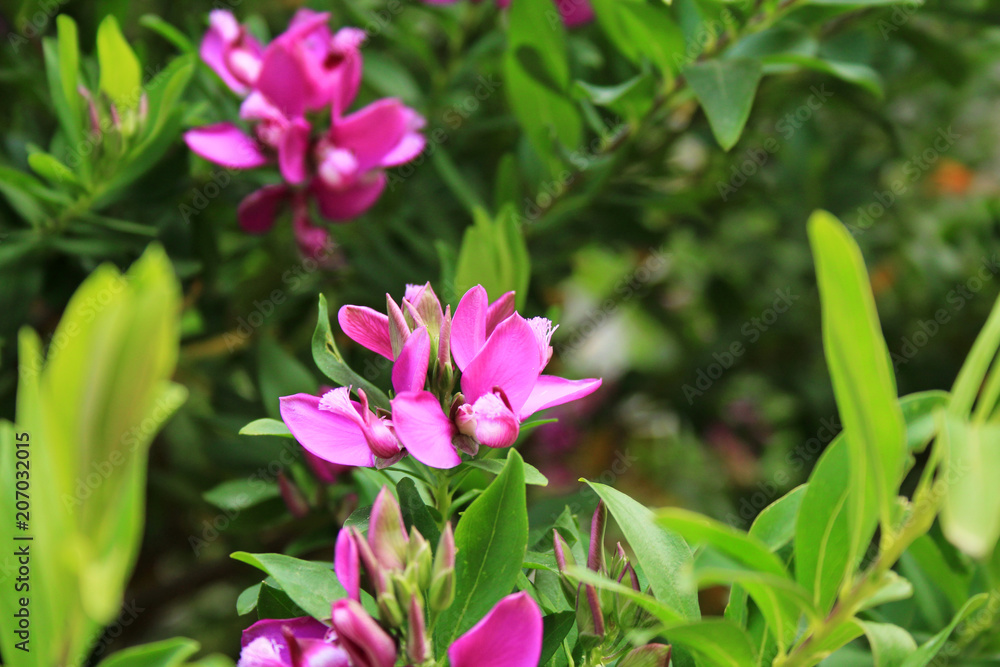 colourful pink flower in nature, Mallorca, Spain, Espana colourful pink flower in nature, Mallorca, Spain, Espana