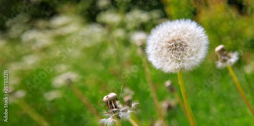 Fototapeta Naklejka Na Ścianę i Meble -  White dandelion isolated on green.