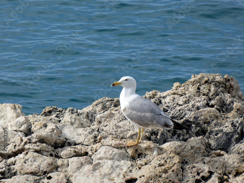 Curious sea gull watching the open sea on St. Andrew island, Croatia
