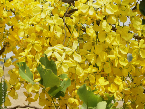Cassia fistula golden rain Tree covered with profuse beautiful Yellow flowers