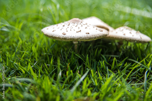 Cogumelos no jardim