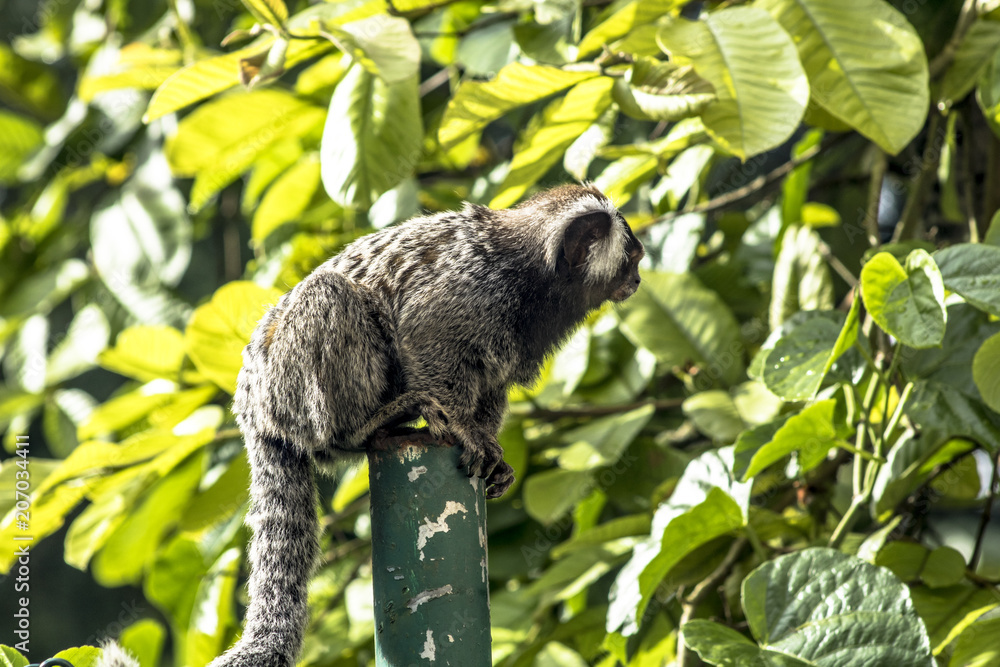 Obraz premium Small monkey popularly known as White-Tailed Sagittarius, Callithrix jacchus, in an area of Atlantic Forest in the neighborhood of Intrerlagos, south of Sao Paulo