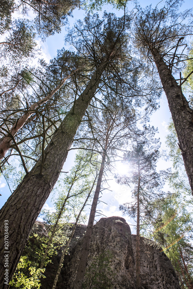 Forest trees looking up from the ground. Sunshine and sky Forest trees looking up from the ground. Sunshine and sky