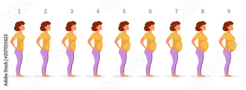 Stage of pregnancy Vector.