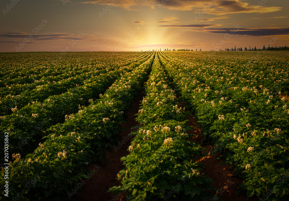 Sunset over a potato field in rural Prince Edward Island, Canada. - obrazy, fototapety, plakaty 