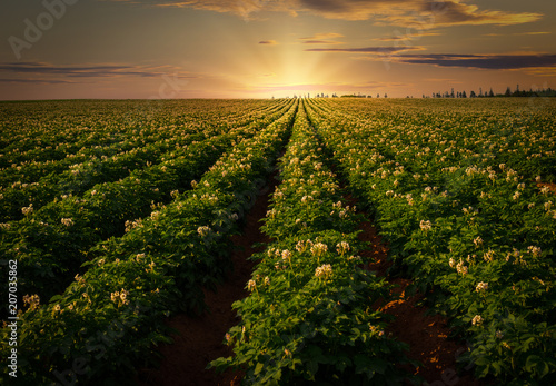 Sunset over a potato field in rural Prince Edward Island, Canada.