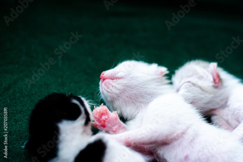 Wallpaper Mural Three kittens are sleeping in a box. Torontodigital.ca