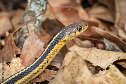 Garter Snake Close up Image