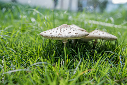 Cogumelos no jardim