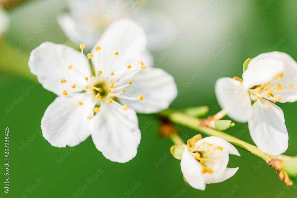 Obraz premium White Plum Tree Flowers In Spring