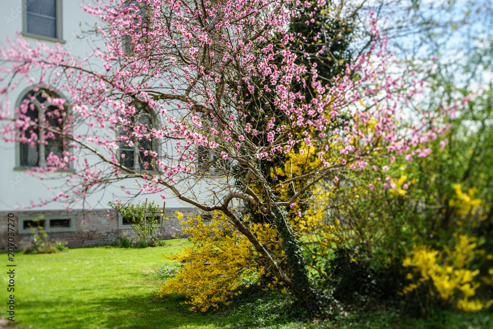 Naklejka premium A, Vorarlberg, Bodensee, Kloster Mehrerau, Klostergarten im Frühjahr