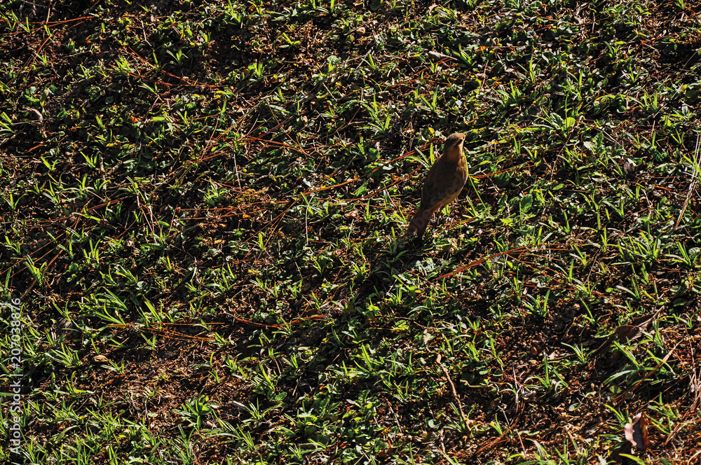 Obraz premium Close-up of lawn covered by morning frost and bird, near Monte Alegre do Sul. In the countryside of São Paulo State, a region rich in agricultural and livestock products, southwestern Brazil