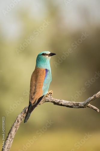 European Roller (Coracias garrulus) sitting on a branch