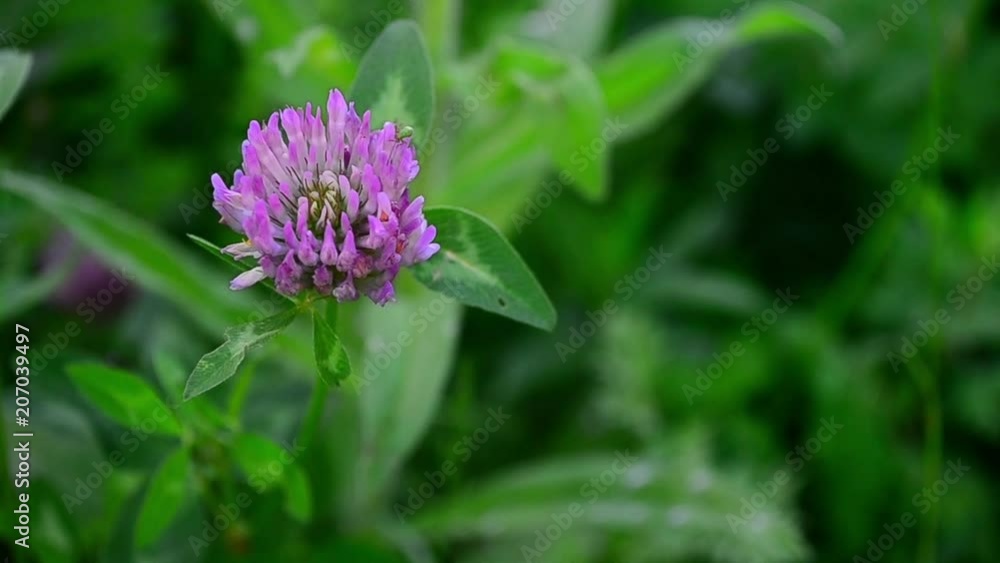 Trifolium, Trifolium pratense, red clover, flower, beetle Trifolium, Trifolium pratense, red clover, flower, beetle