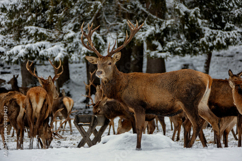 Deers in winter..Hirsche im Winter. © Bernhard