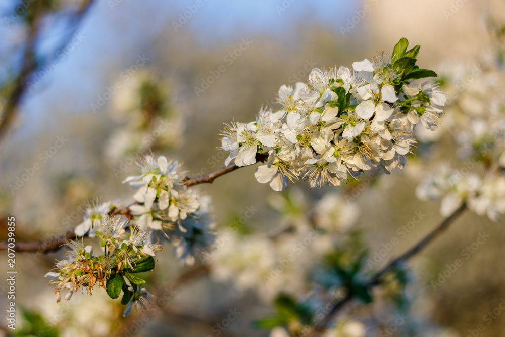 Fototapeta premium the fruit tree blooms in white under a bright sun