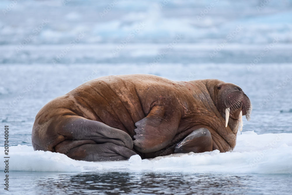 Fototapeta premium norway landscape nature walrus on an ice floe of Spitsbergen Longyearbyen Svalbard arctic winter polar sunshine day sky