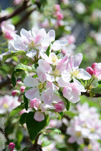 Blüten des Apfelbaumes, Blütezeit in Südtirol