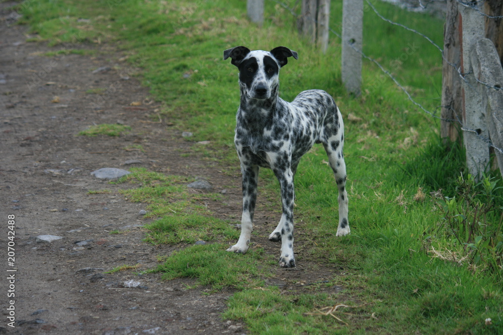 Dalmatian mix standing looking at camera Dalmatian mix standing looking at camera