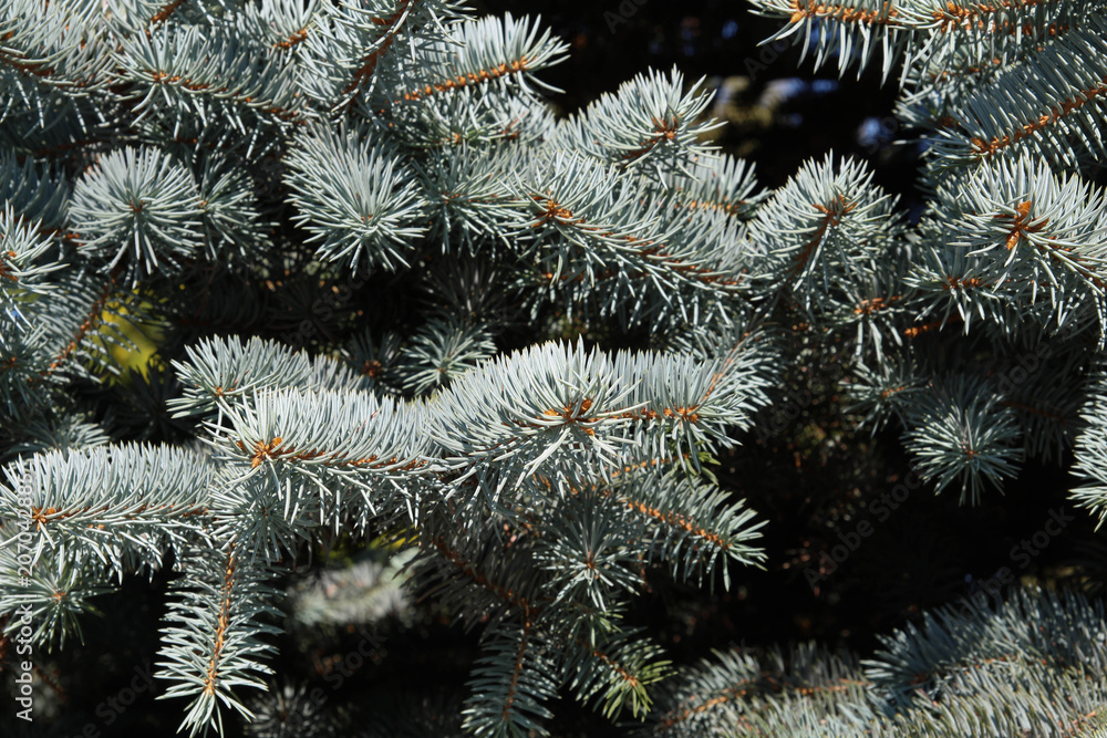 Colorado Blue Spruce Tree Close-Up. Christmas tree
